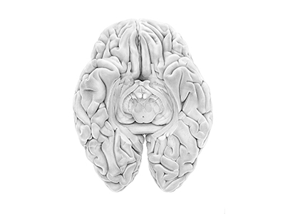 Brain and back anatomy